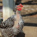 Molting Issues in Chickens : Why Hens loss their Feathers?