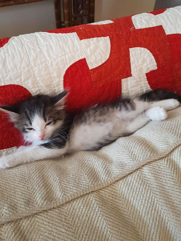 Chaton Miaule Quand Il Fait Caca Buzzfil | Blog: Il trouve un chaton abandonné sous un camion et prendre
