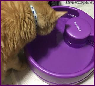 Carmine drinks out of the PetSafe Current Pet Fountain.