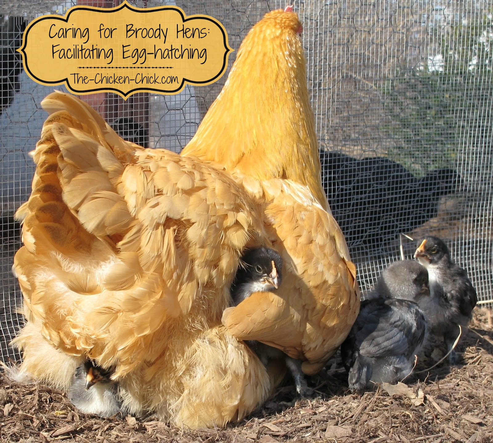 The Chicken Chick® Hatchalong with The Chicken Chick Part 2
