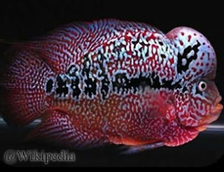Ikan louhan king kamfa