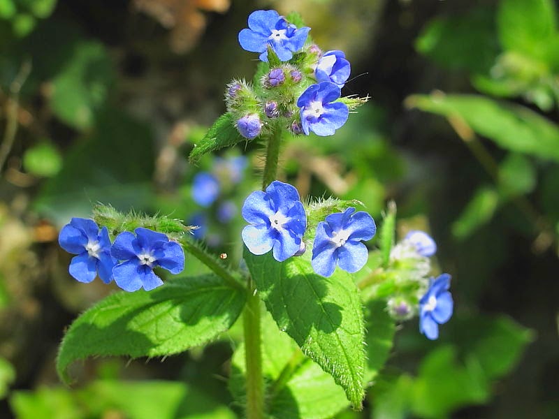 Benefits Of Herb For Health Tips Curing Disease