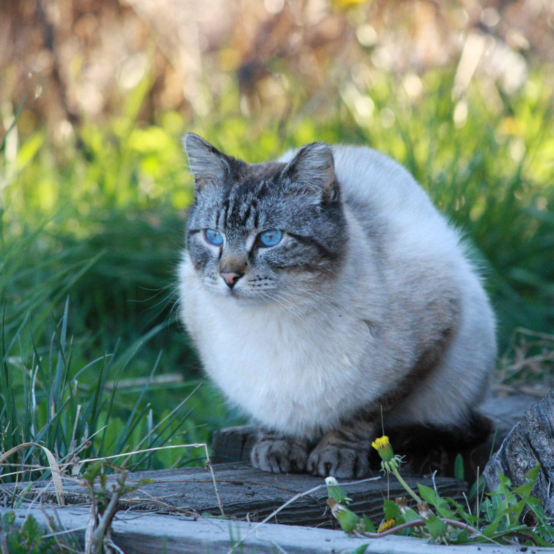 Pretty Kitty Pretty Kitty