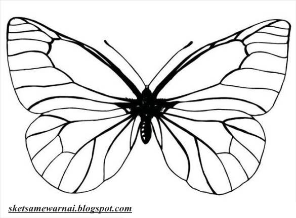 gambar mewarnai hewan kupu kupu berbentuk aksen