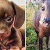 31 Heart-Melting Pictures Of Cute Baby Animals
