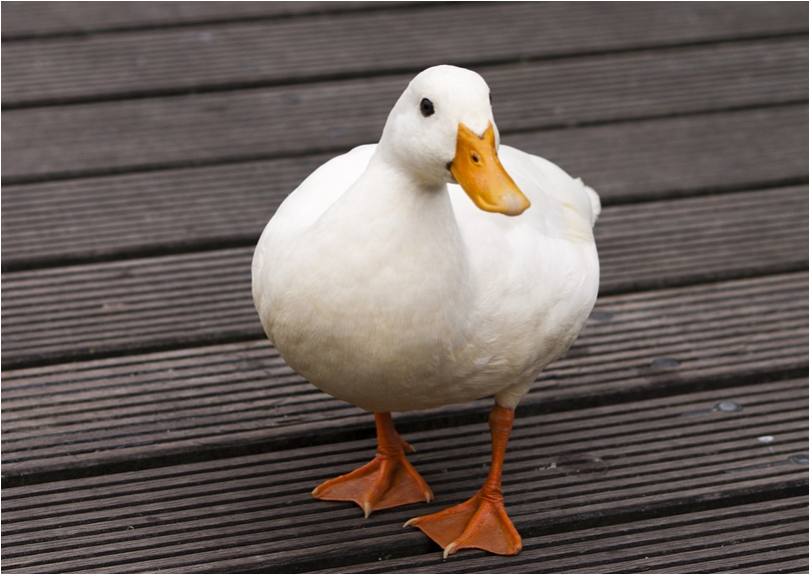 Specieopedia the free Species Encyclopedia: Duck