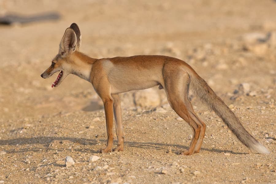 Birds of Saudi Arabia: Arabian Red Fox – Dhahran Hills