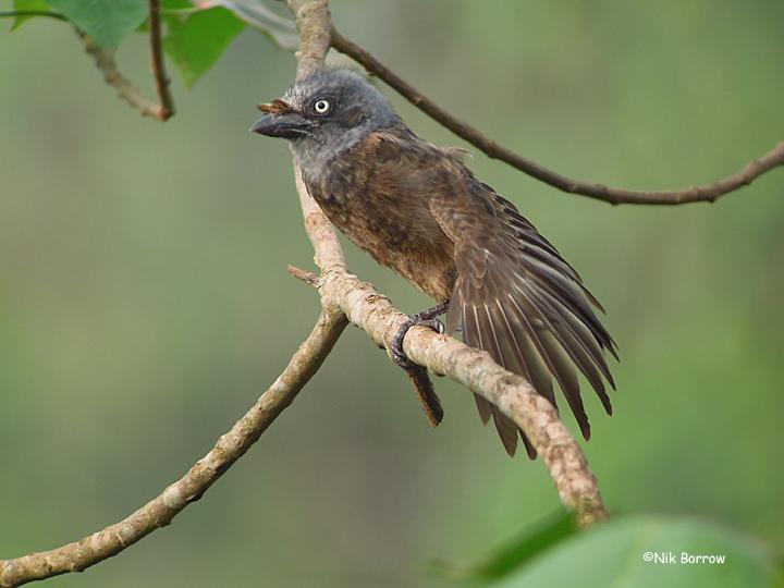 Tierra de tucanes y pájaros carpinteros Barbudo cabeza gris