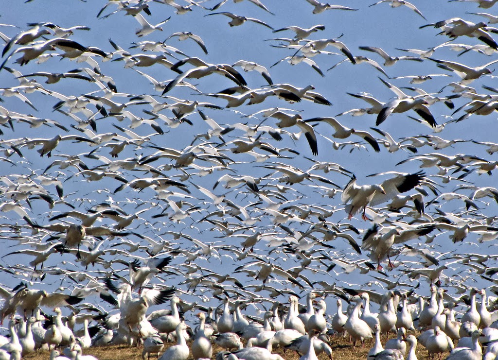 PhotoCosmos: About Animal migration ~ Unexlained natural phenomenon?
