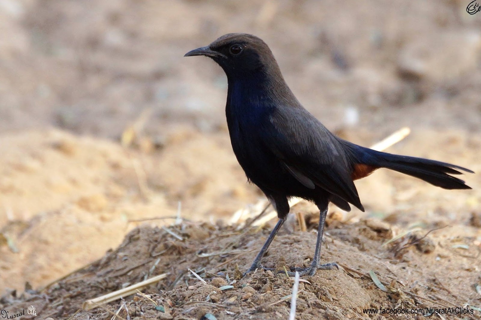 Beautiful Birds of Pakistan 3 Jaho Jalal