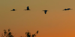 birds flying roost sunset florida night brokelman ann ibis above