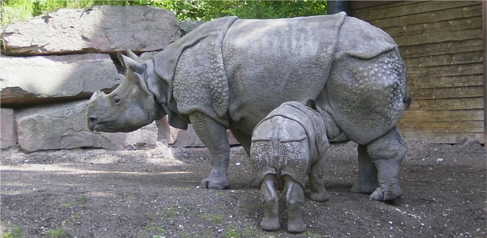 LUMINA: Mengenal Badak Bercula Satu Lebih Dekat