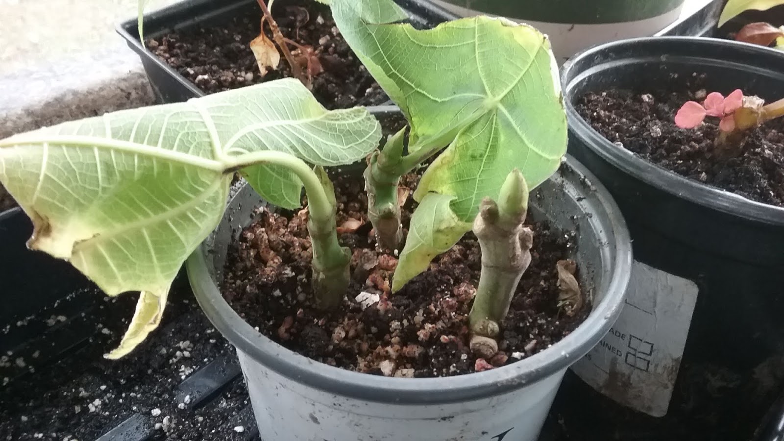 Growing Figs in Zone 7