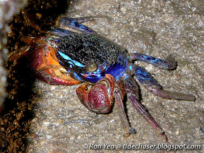 Iridescent Crab (Perisesarma indiarum)