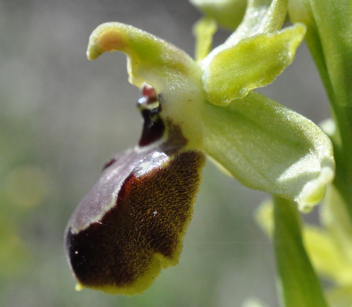 Ophrys occidental Ophrys occidental