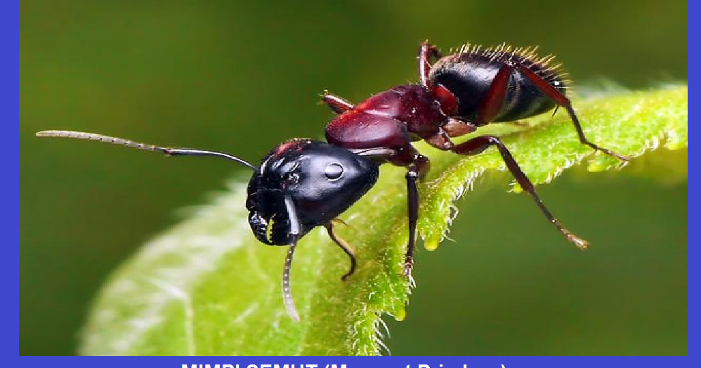 Ramalan MIMPI SEMUT (Menurut Primbon)