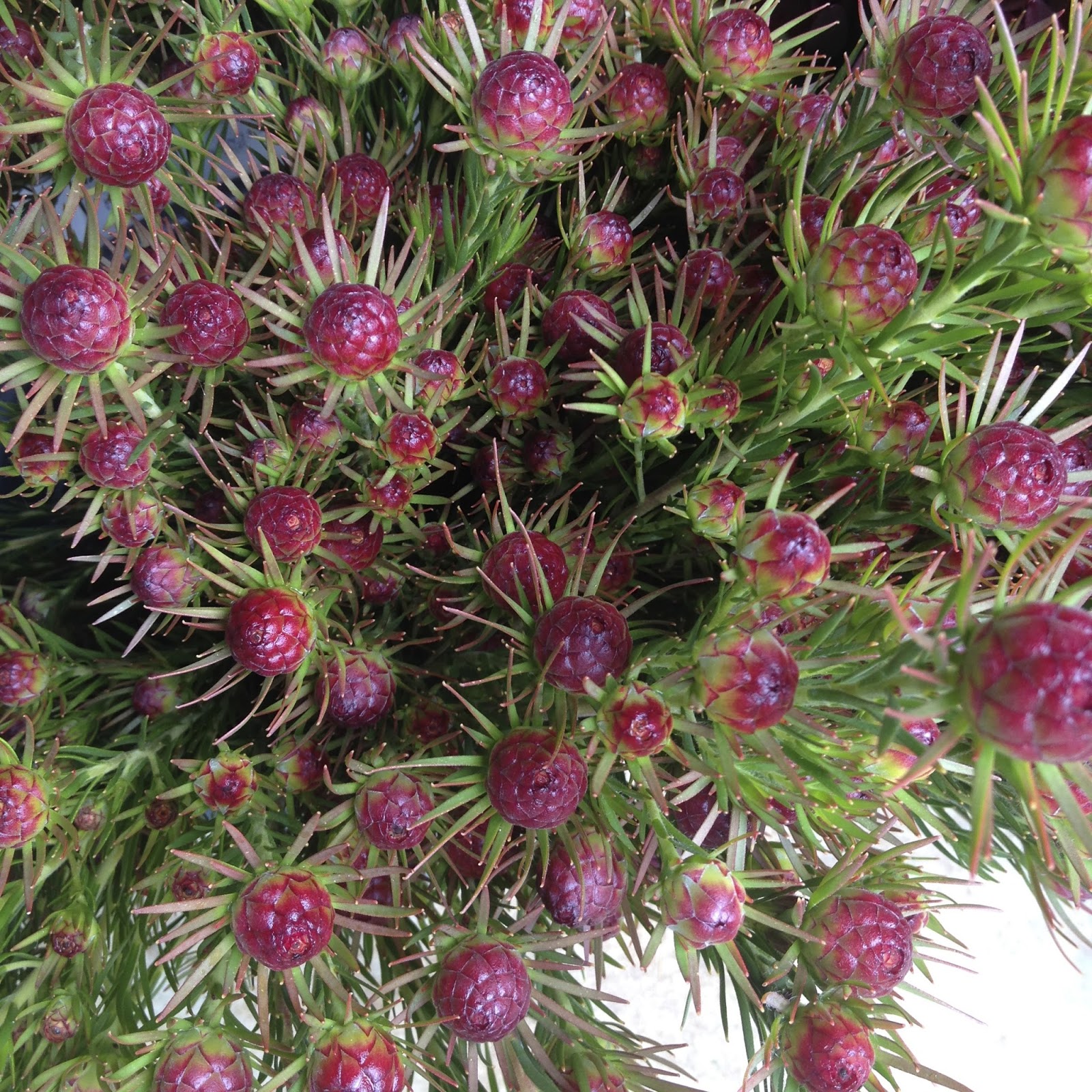 Swallows Nest Farm January Flowers