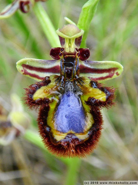 Orchid Coevolution Example Coevolution: The Good, the Bad, and the Puppies: Coevolution and ...
