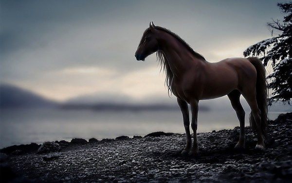 Images of Black Horse Digital Art HD Background