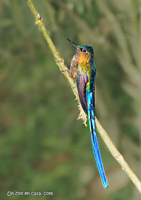 Violet-tailed sylph (Aglaiocercus coelestis)