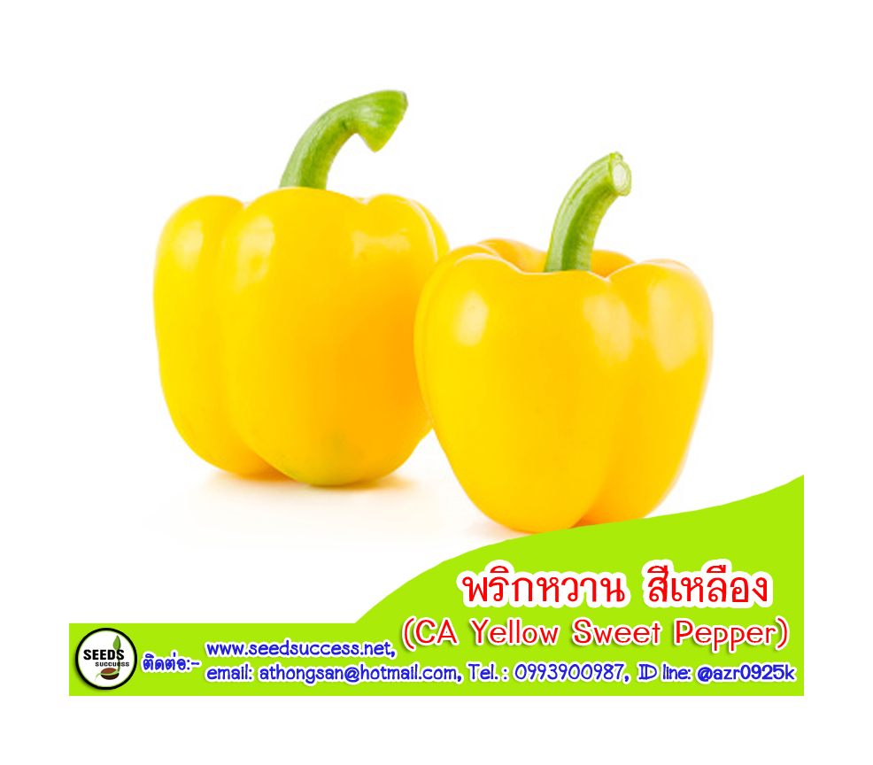 My Image 7