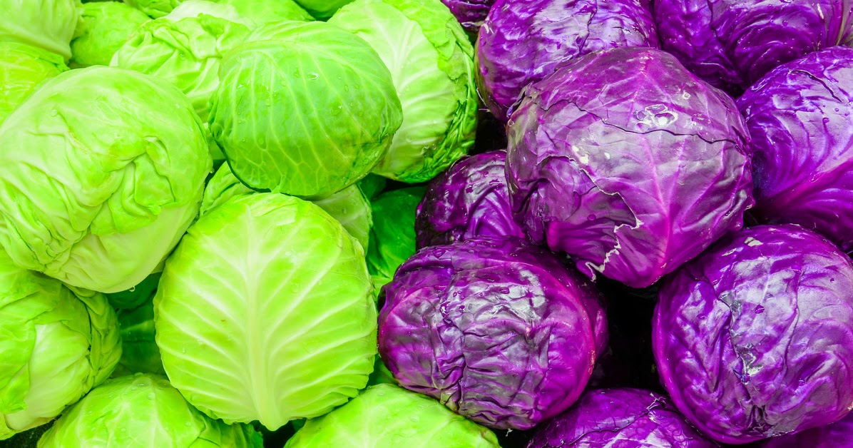 The Life Extension Blog Cabbage May Reduce Cancer Risk