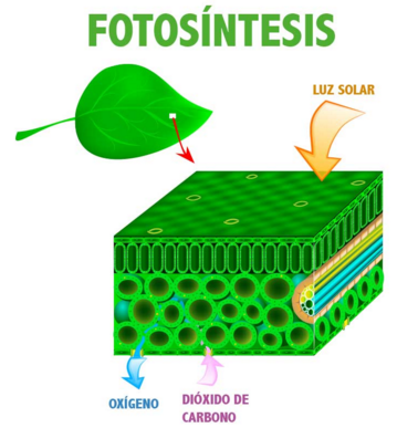 6 faktor yang Mempengaruhi Proses Fotosintesis