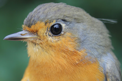 Punarinta, Erithacus rubecula, European Robin