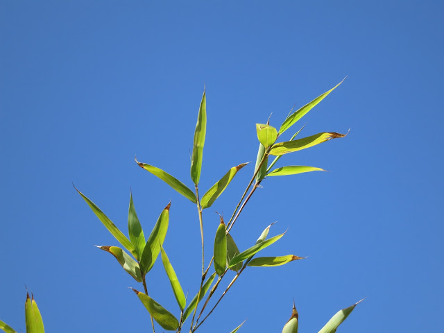 Top of bamboo with narrow leaves against blue sky