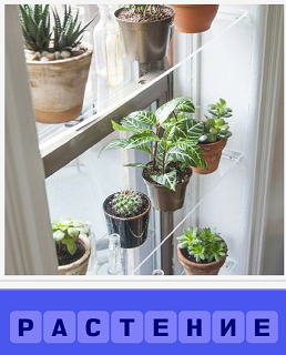  стоят на окне растения в горшках на полках из стекла