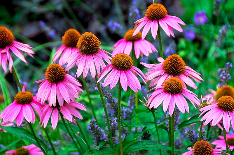 Vintage Country Style 10 Plants To Deter Deer