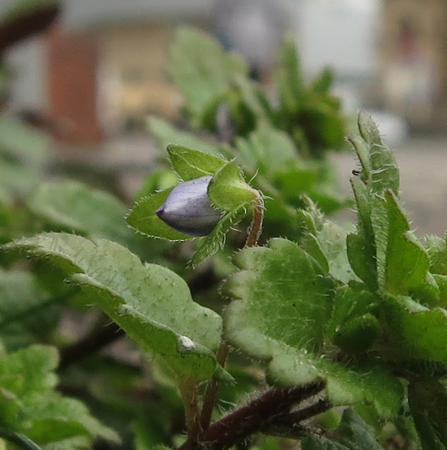 Bud of blue flower with purple tinge.