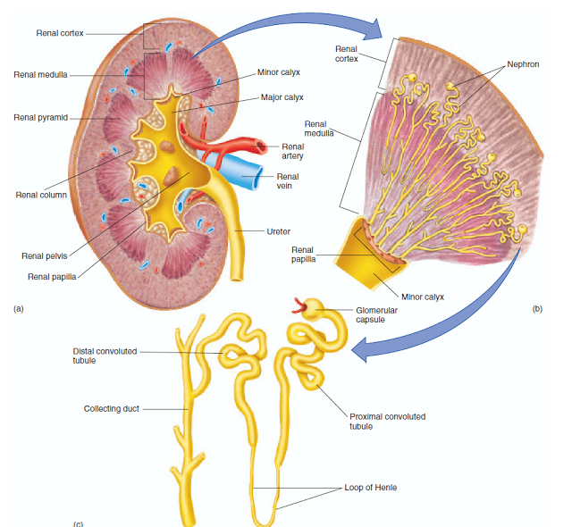 La hemorragia de la nariz a la osteocondrosis