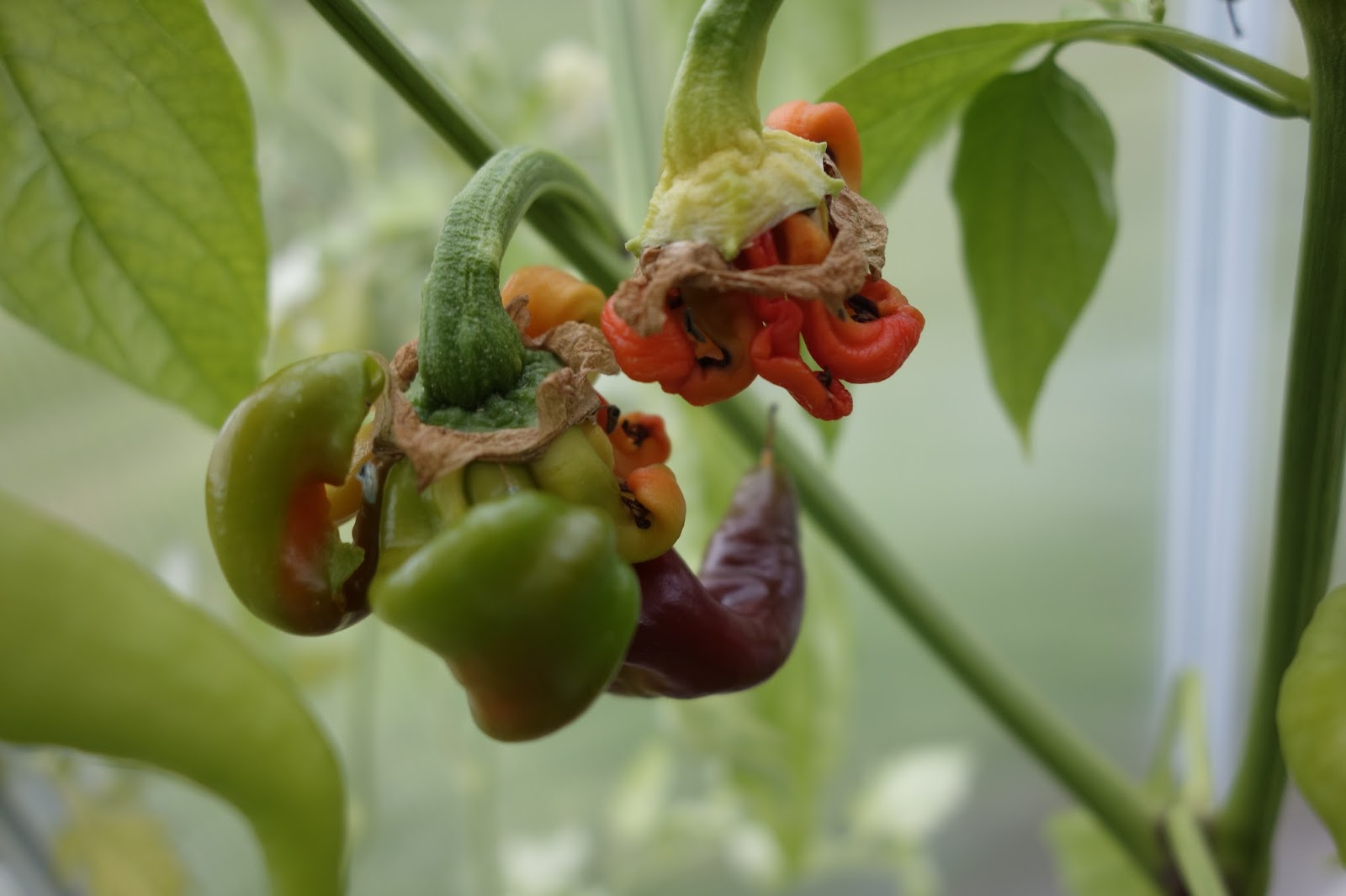 Cold Hands Warm Earth Jimmy Nardello Peppers Deformed??
