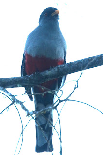 Hispaniolan Trogon