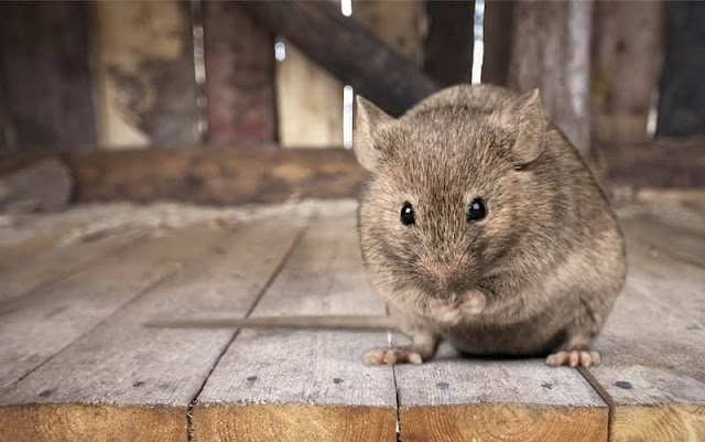 4 kelebihan fizikal yang ada pada tikus