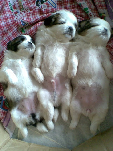 shih tzu-filhotes-dormindo
