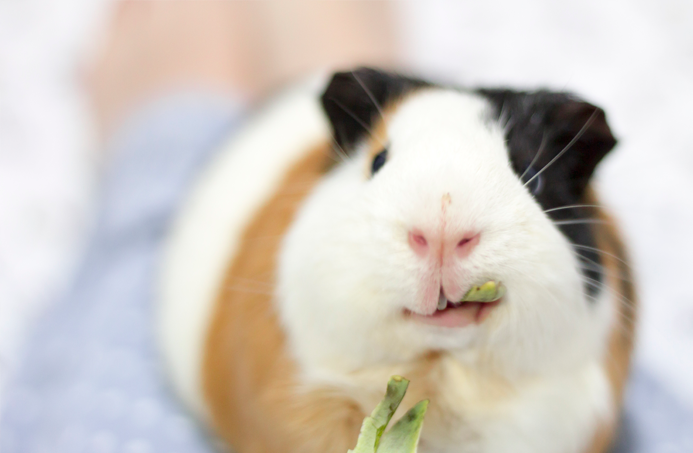 fotografia-cobaya-kevin