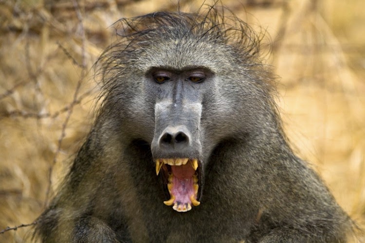 Я бабуин песня. Бабуины в ЮАР. Святой Бабуин. Бабуин Кларксон. Африканский Бабуин.