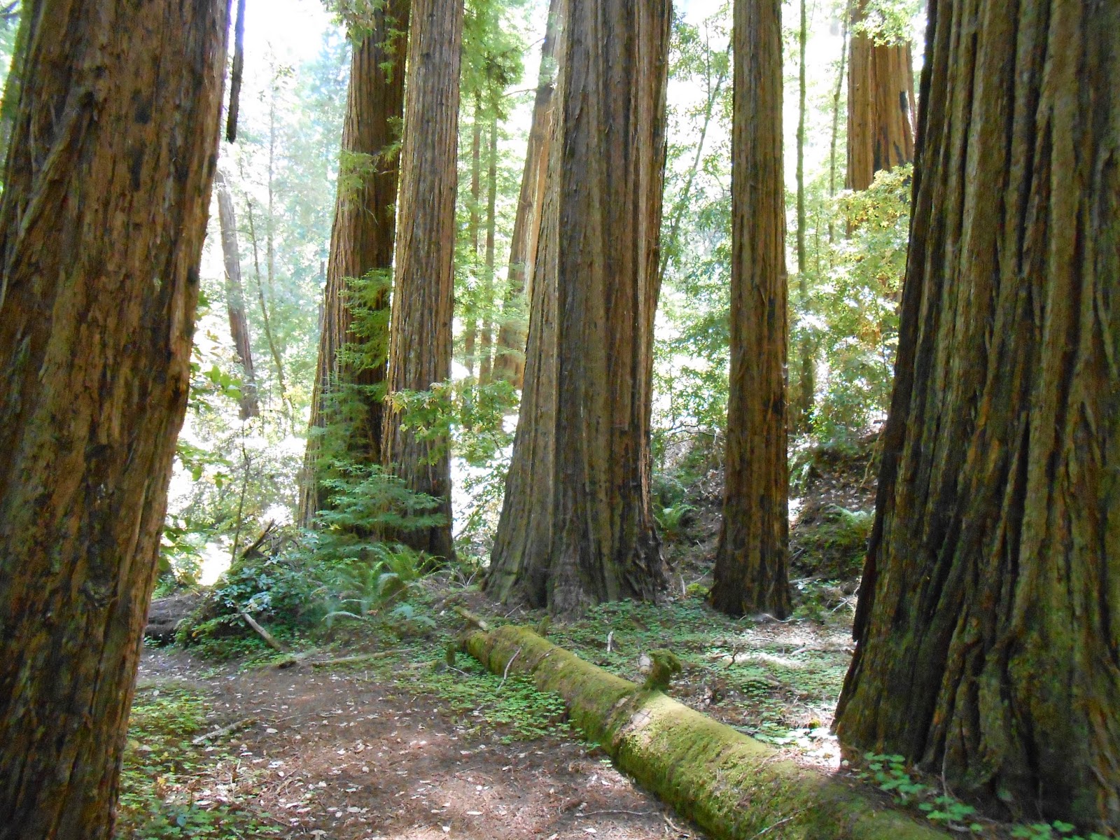 spiritual growth, spiritual awakening, big basin redwood state park