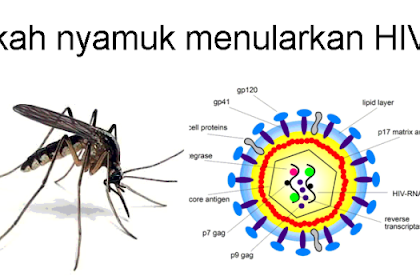 : Apakah Virus Hiv Sanggup Menular Melalui Gigitan Nyamuk ?