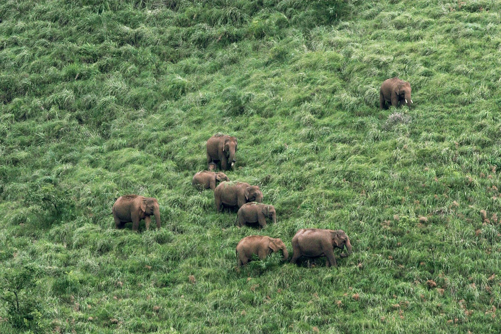 Indian Biodiversity Talks: Wild Elephants in the Nilgiris help seed ...