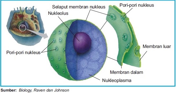 Struktur dan  Fungsi Nukleus  Inti Sel  Gambar