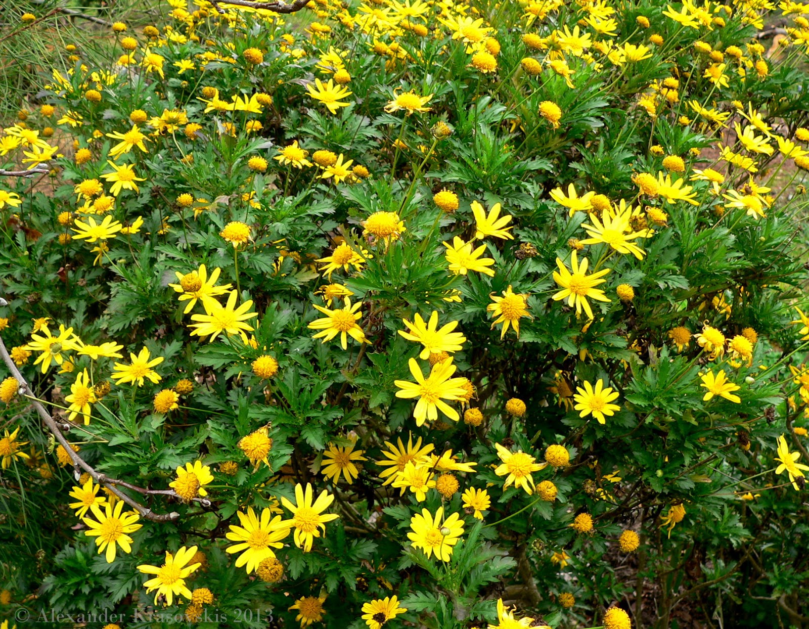 daisy bush yellow euryops plants plant flowers pectinatus gardens aggregata winter spring colour look