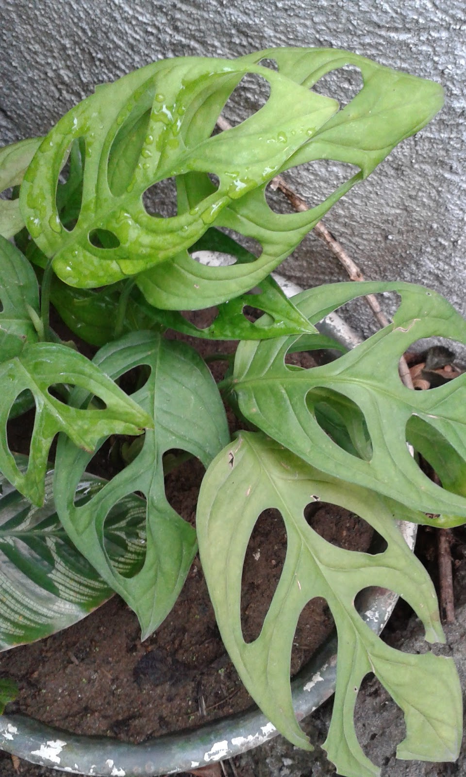 This is NOT a job for superheroes Turning over a new leaf