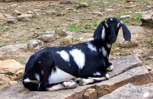 A black and white spotted goat lying on a rock.