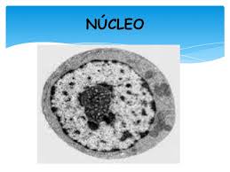 Nucleo