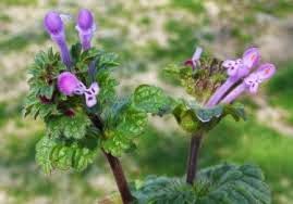 The Herb Hound: PURPLE DEADNETTLE/RED HENBIT