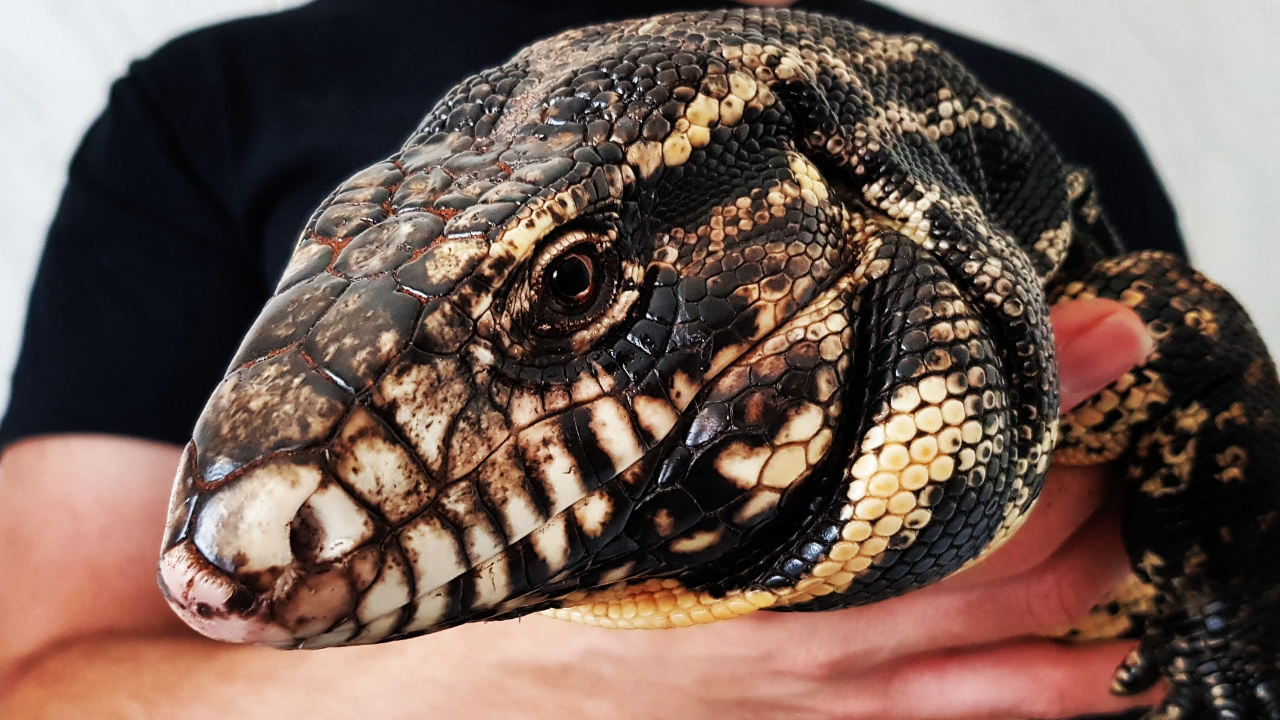 reptile rehoming near me