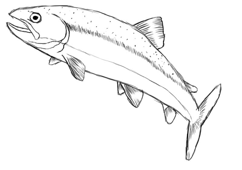 How To Draw A Fish Draw Central How To Draw A Fish Draw Central
